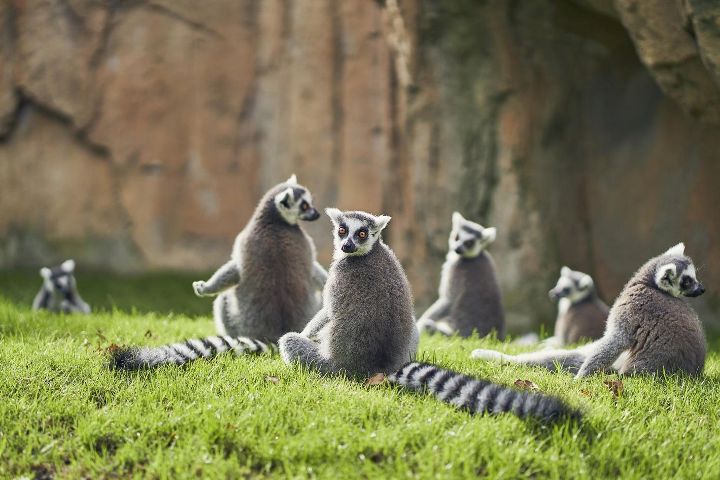 Lemurs sunbathing at Valencia’s bioparc